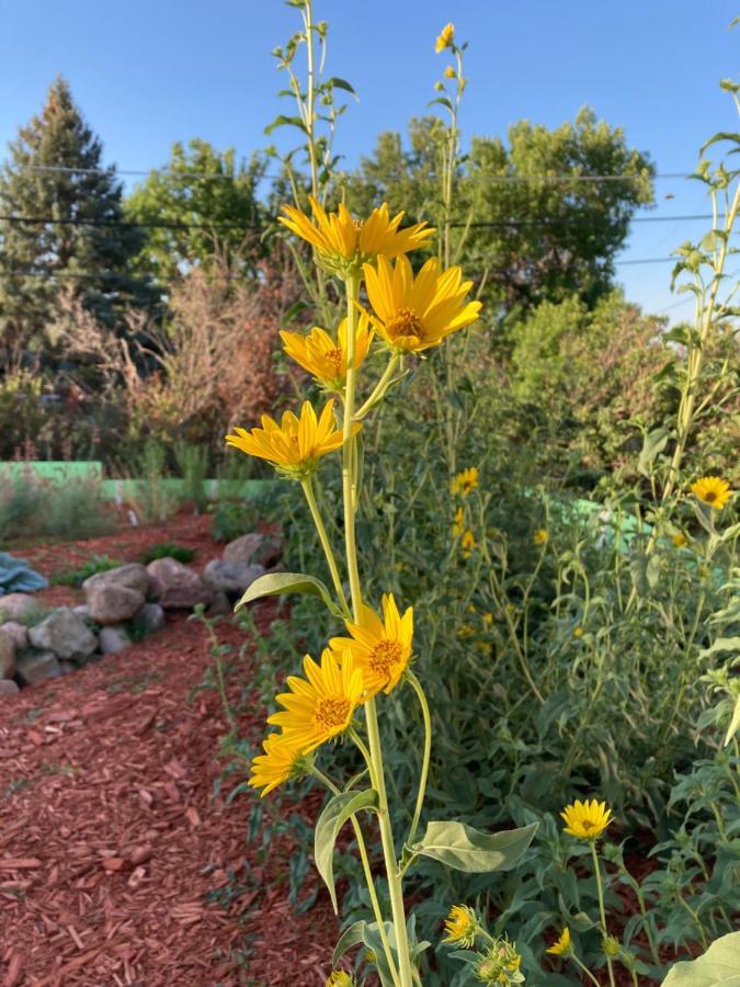 The Oasis On Eisenhower Inn Loveland